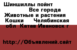 Шиншиллы пойнт ns1133,ny1133. - Все города Животные и растения » Кошки   . Челябинская обл.,Катав-Ивановск г.